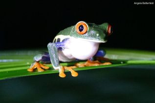 Costa Rica Frosch