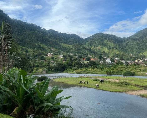 Grünes Tal mit einem kleinen Wasserloch und Kühen, die grasen