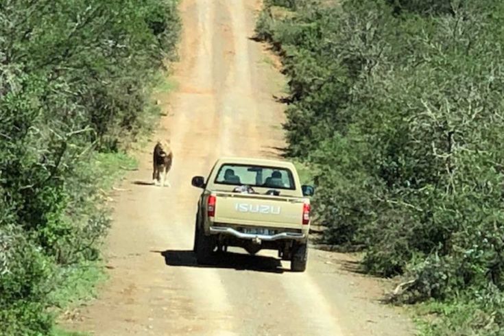 Im Jeep unterwegs Kwandwe-Südafrika