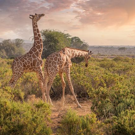 Giraffen in der Savanne