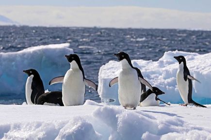 Pinguine auf dem Eis im Weddellmeer