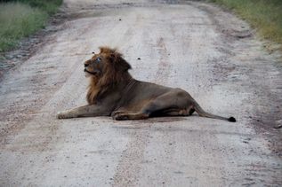 Löwe liegt am Boden im Krüger Nationalpark in Südafrika