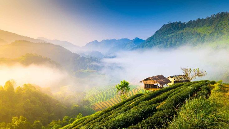 Grüne Hügel im Nebel im Norden Thailands