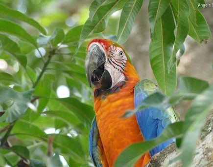 Papagei auf Insel Costa Rica