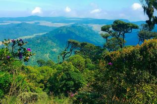  grüne Natur oberhalb von Nuwara Eliya auf Insel Sri Lanka (Indischer Ozean in Asien)
