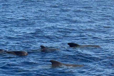 Delfine schwimmen im offenen Meer vor einer Küstenlinie mit Bergen unter bewölktem Himmel