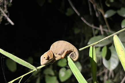 Kleines Chamäleon auf einem Blattzweig
