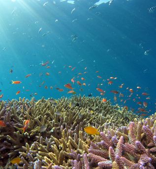 Malediven Unterwasserwelt mit einzigartigen Korallenriffen, Indischer Ozean in Asien)