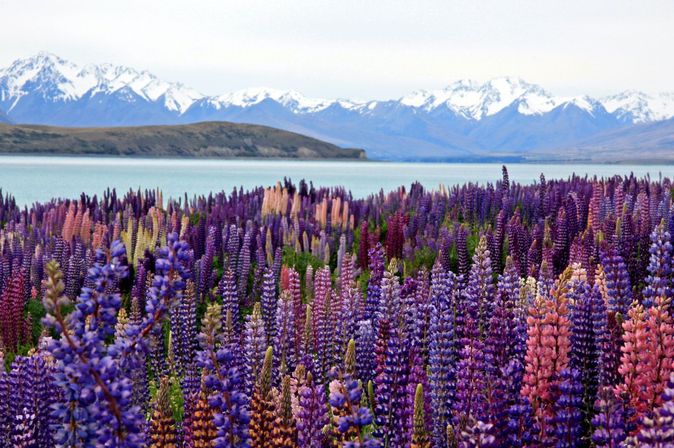Neuseeland - Der See Lake Tekapo