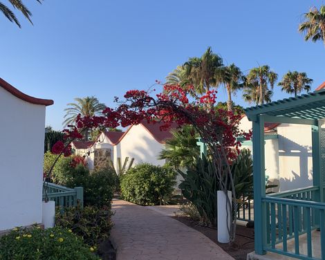 Gepflasterter Weg zwischen weißen Bungalows und blühenden Pflanzen im Aldiana Club Fuerteventura.