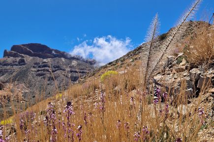 Berglandschaft mit Blumen