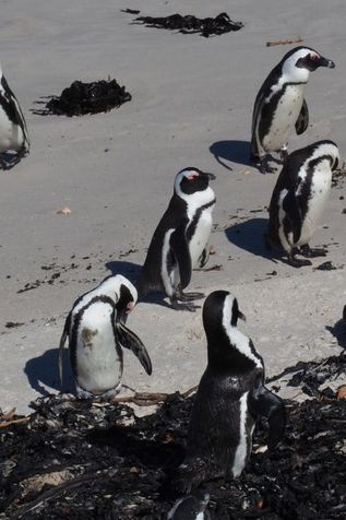 Kapstadt Stadtviertel Bo Kaap mit bunten Häuschen